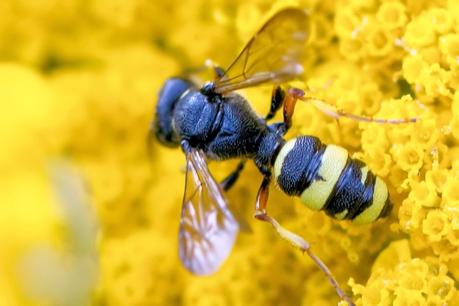 Wespe auf gelber Blüte