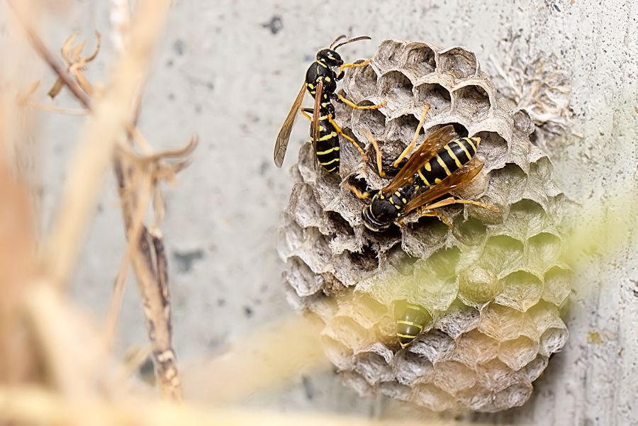 Wespen bauen ihr Nest