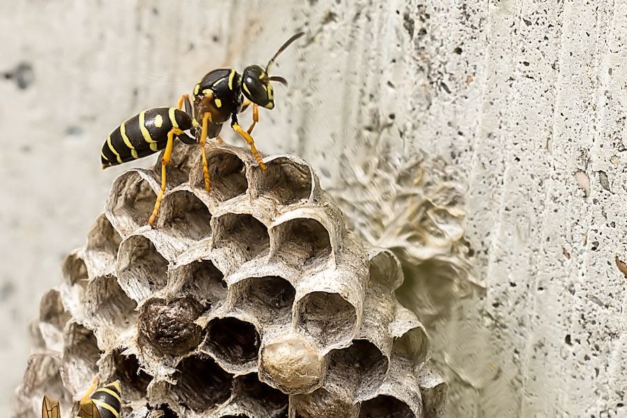 Wespen bauen ihr Nest