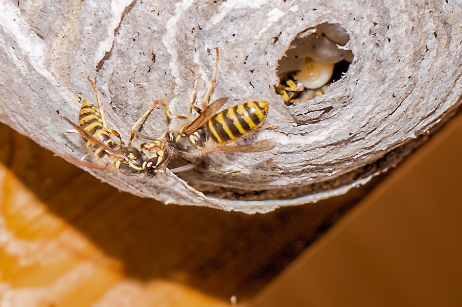 Wespen vor ihrem Nest