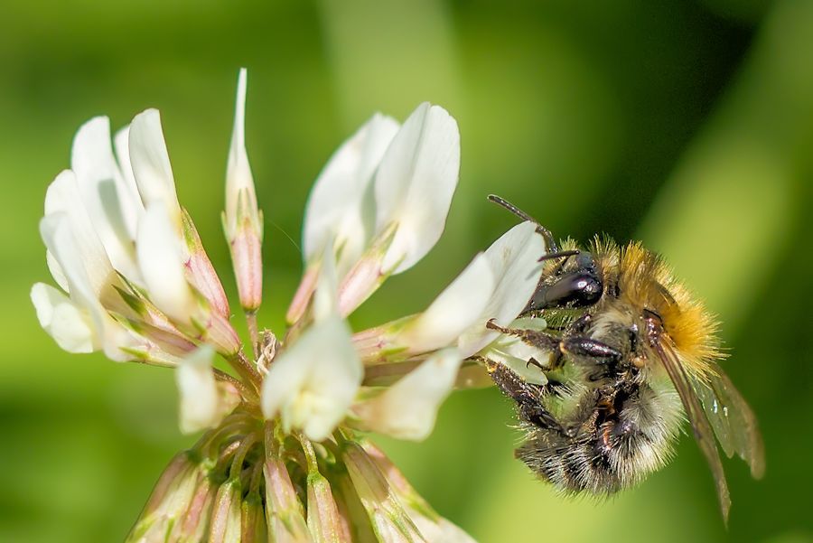 Wildbiene auf Kleeblüte