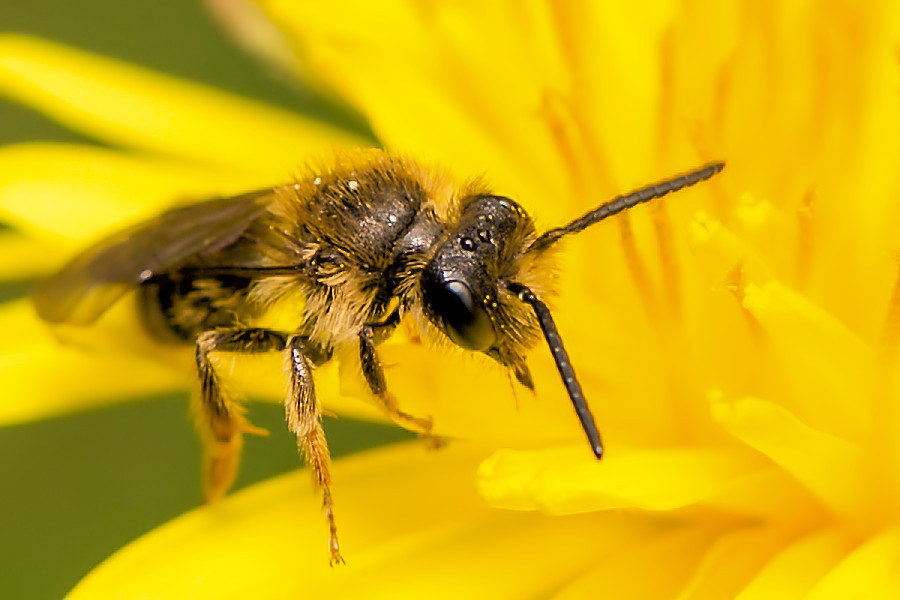 Wildbiene auf Löwenzahnblüte