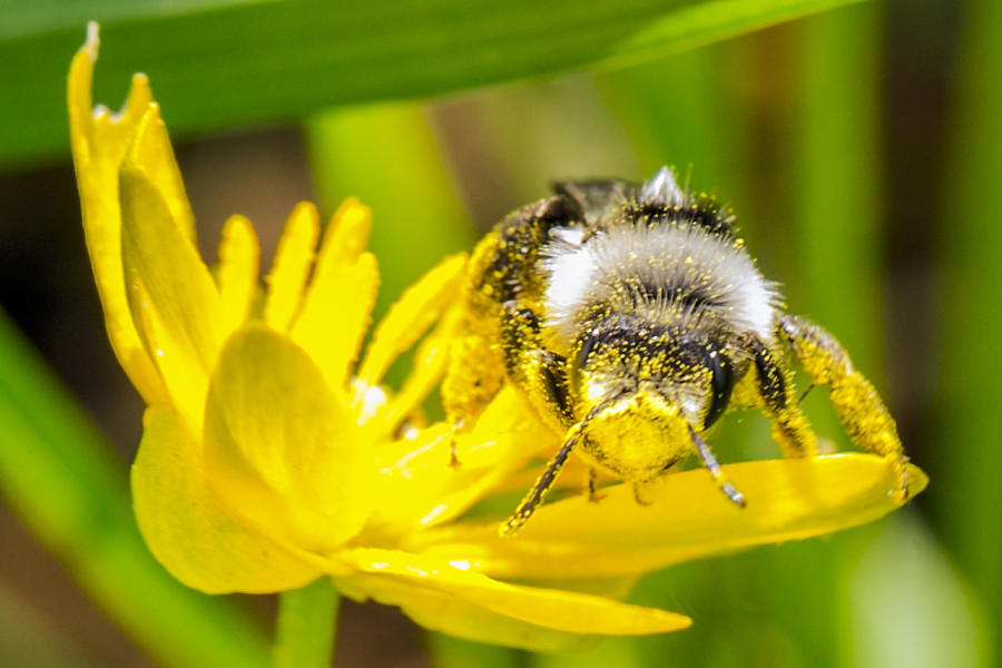 Wildbiene auf einer Scharbockskrautblüte