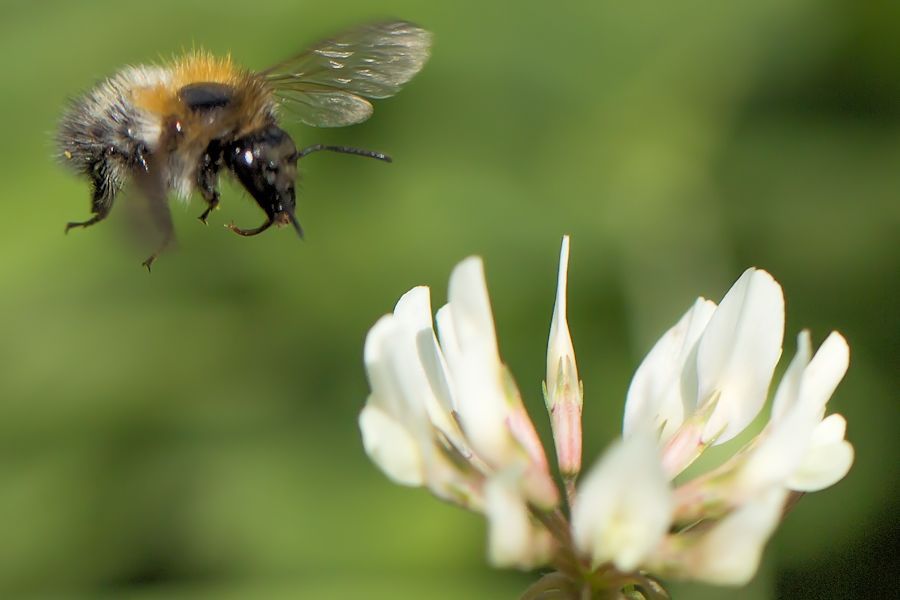Wildbiene im Anflug
