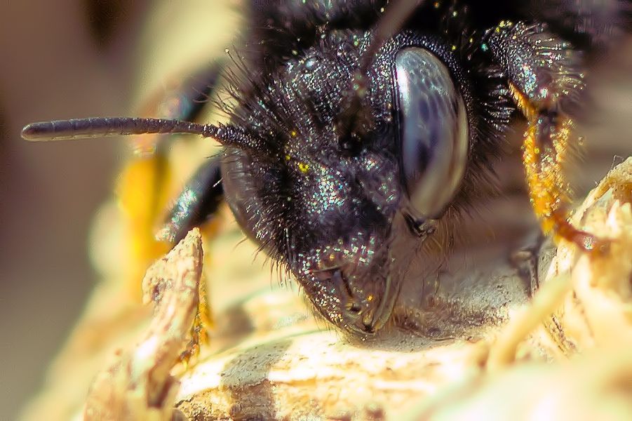 Wildbienenkopf