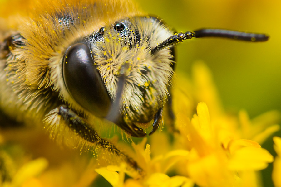 Wildbienenkopf