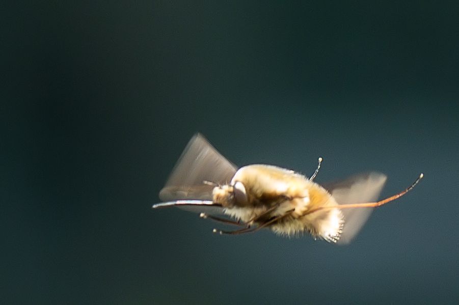 Wollschweber im Schwebeflug