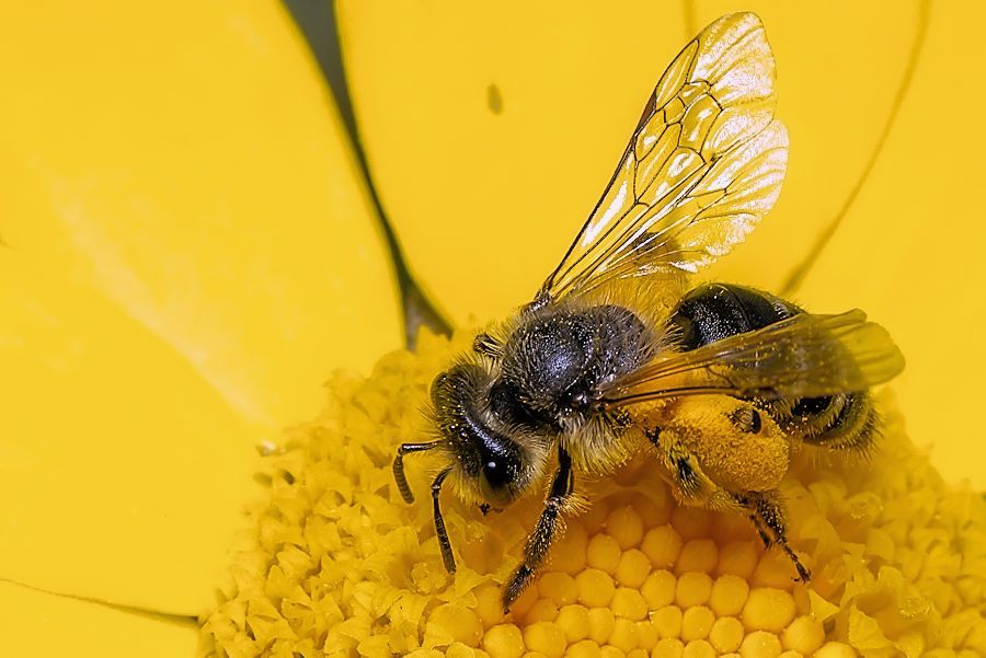 fleissige Biene