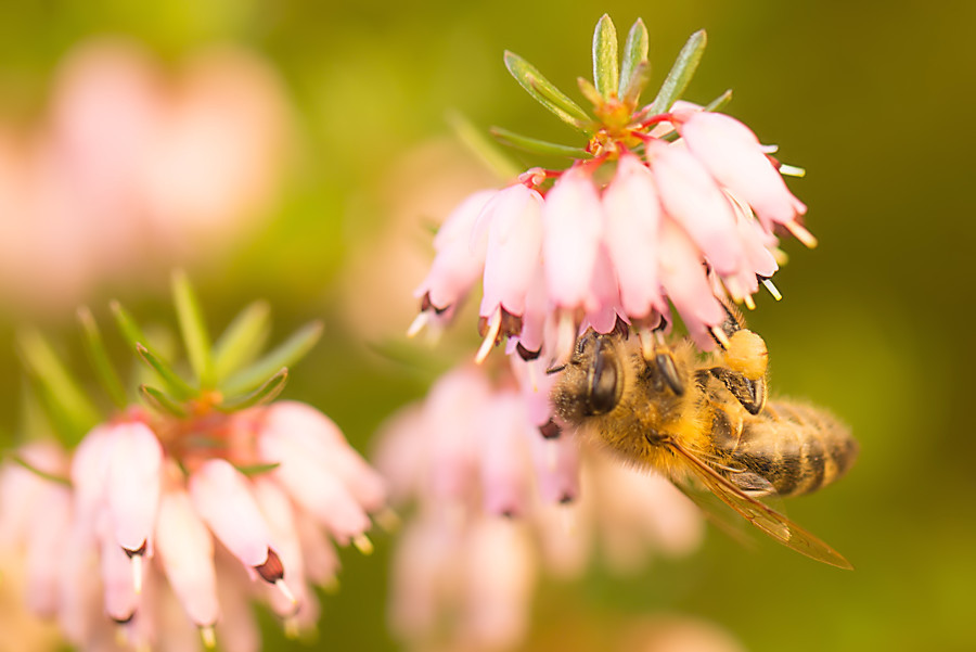 fleissige Biene an einer Erikablüte