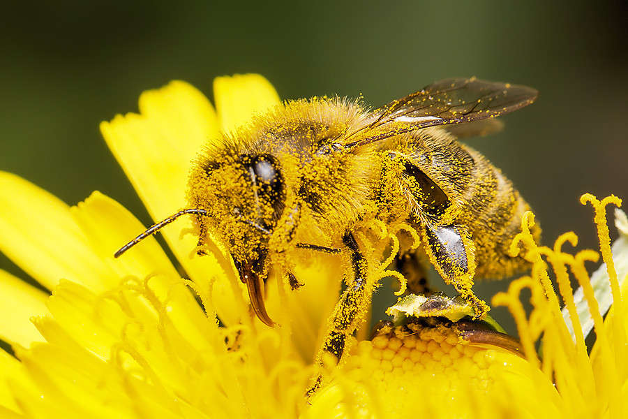 fleissige Biene auf einer Löwenzahblüte