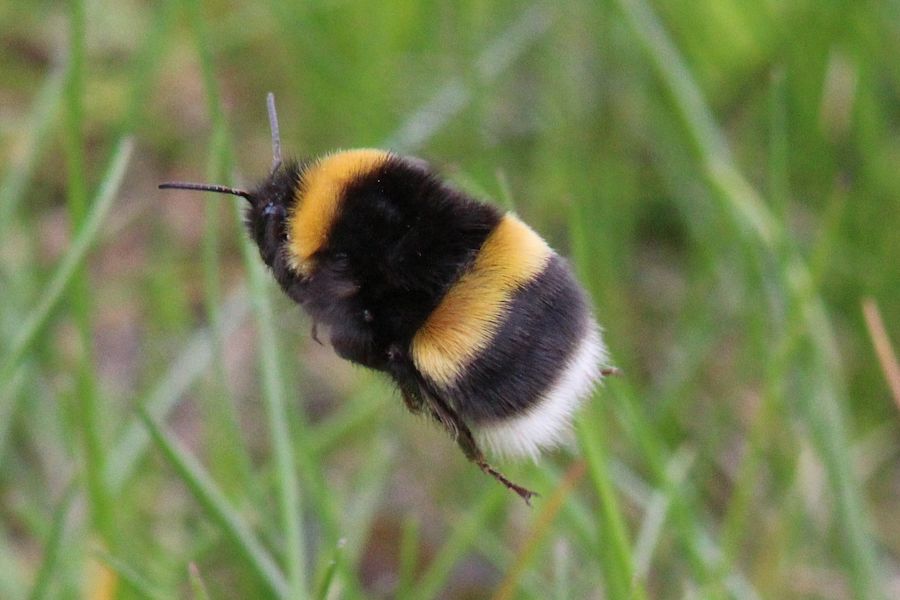 fliegende Hummel