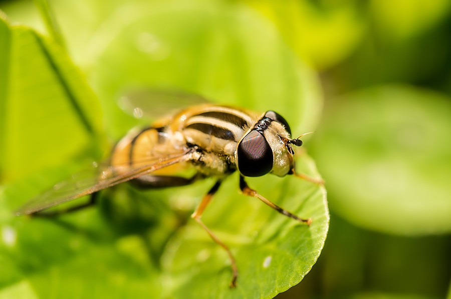 grosse Sumpfschwebfliege