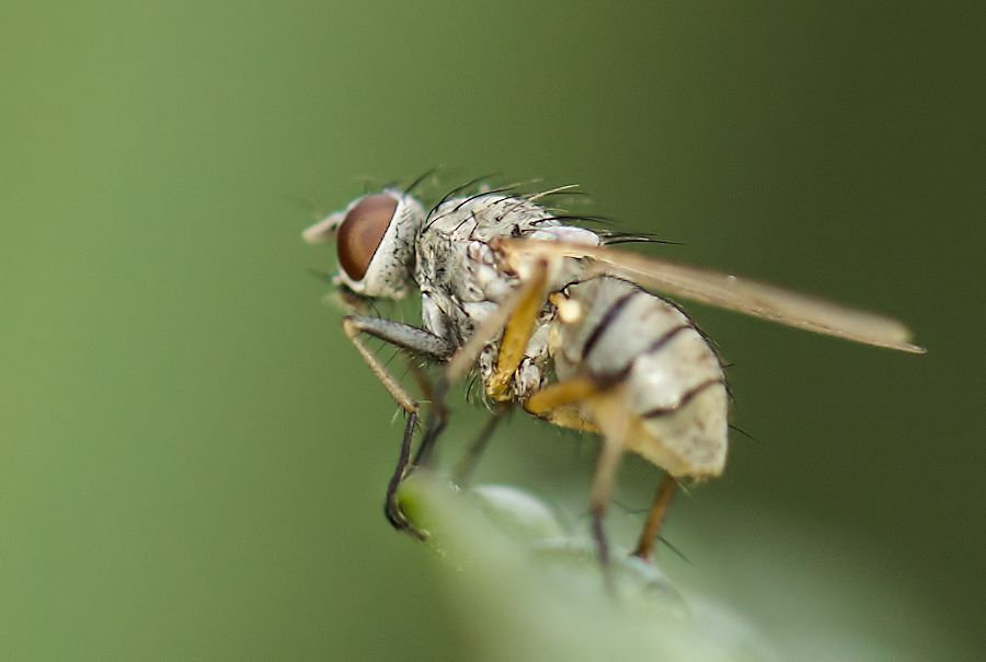 kleine Fliege