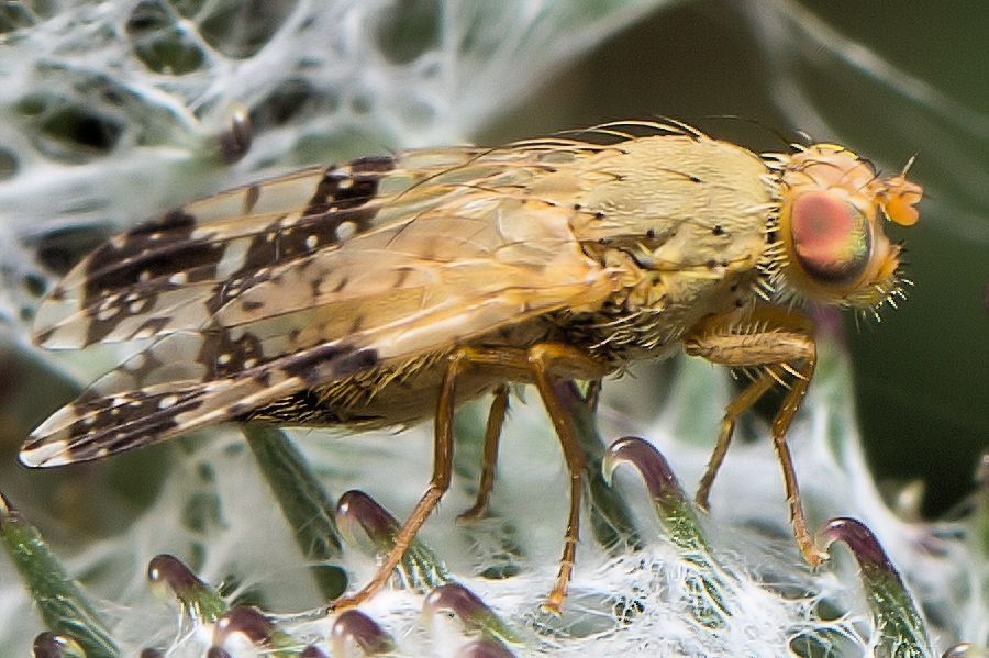 Klettenbohrfliege