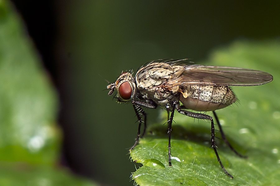 kleine Fliege