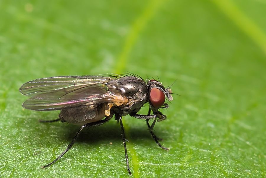 kleine Fliege