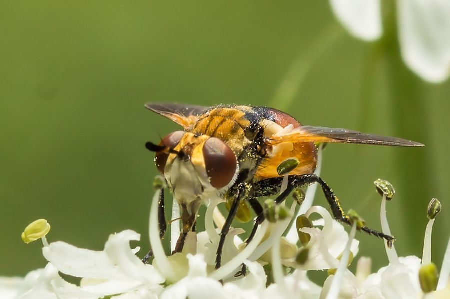 kleine Fliege