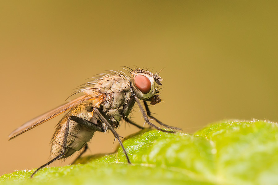 kleine Fliege