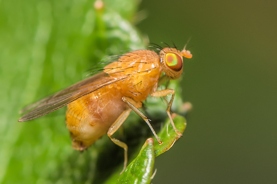kleine Fliege