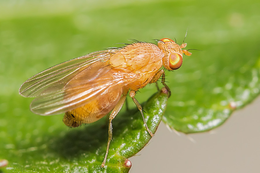 kleine Fliege