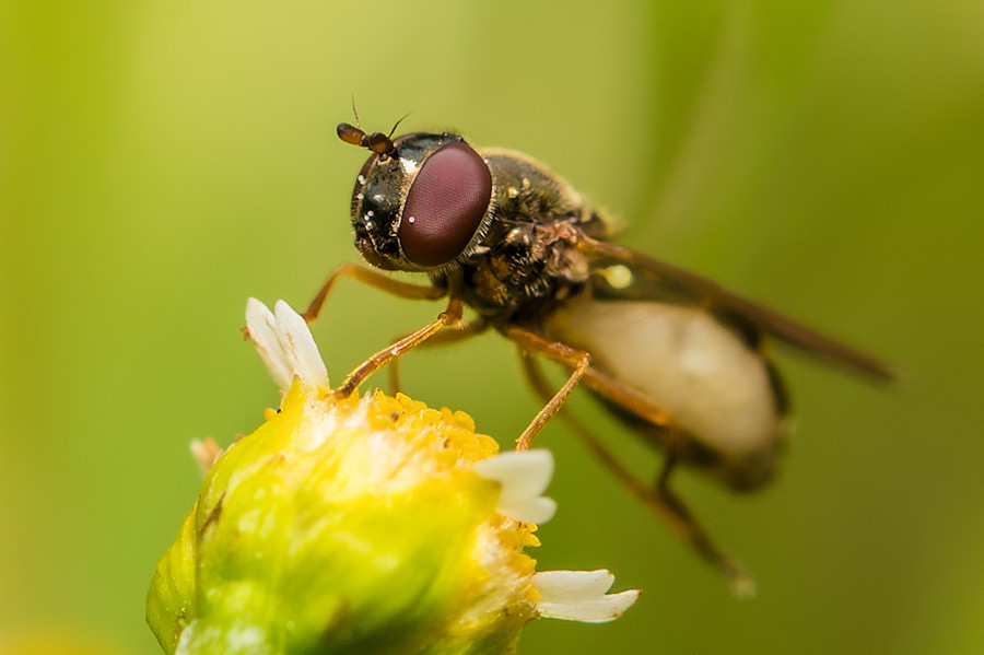 kleine Fliege