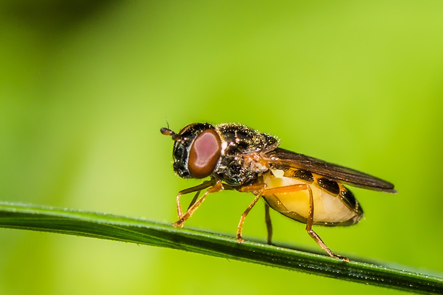 kleine Fliege