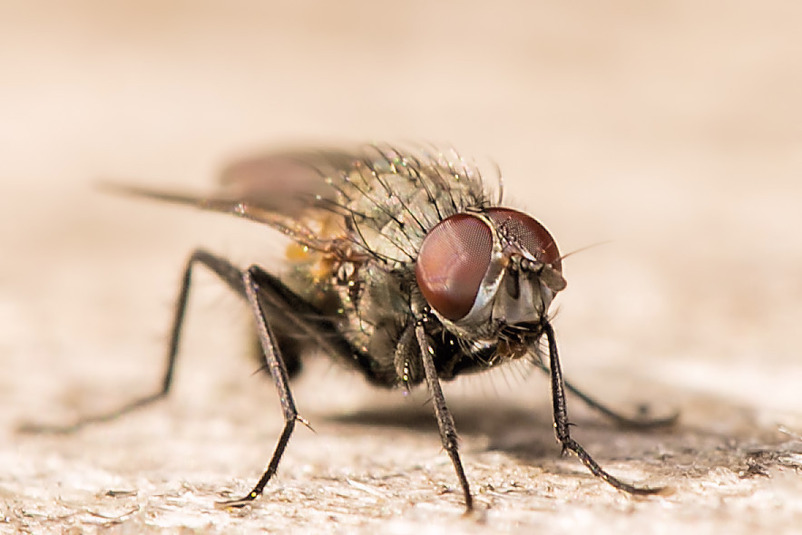 kleine Fliege