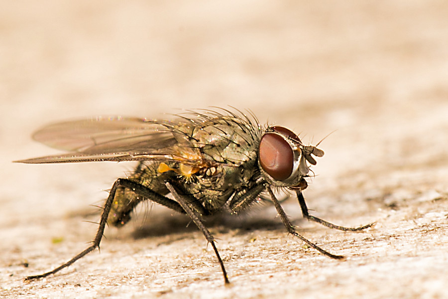 kleine Fliege