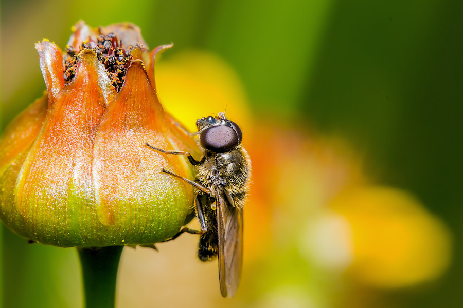 kleine Fliege