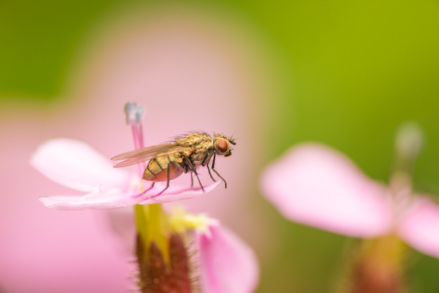 kleine Fliege