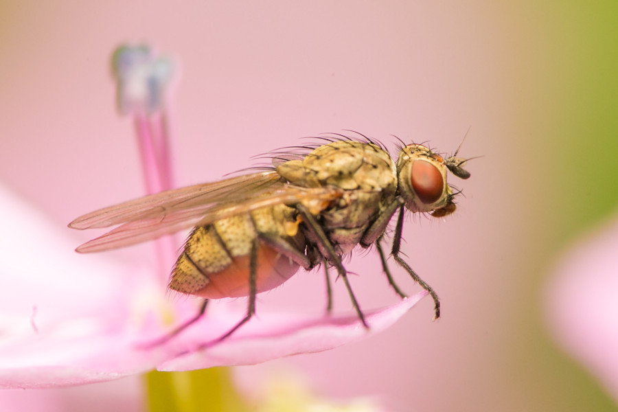 kleine Fliege