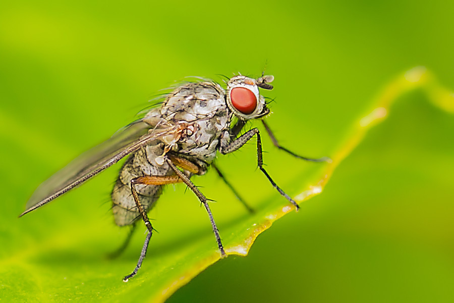 kleine Fliege