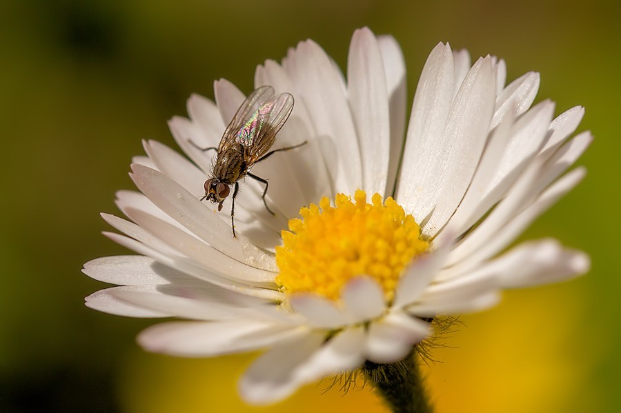 kleine Fliege auf Gänseblümchen