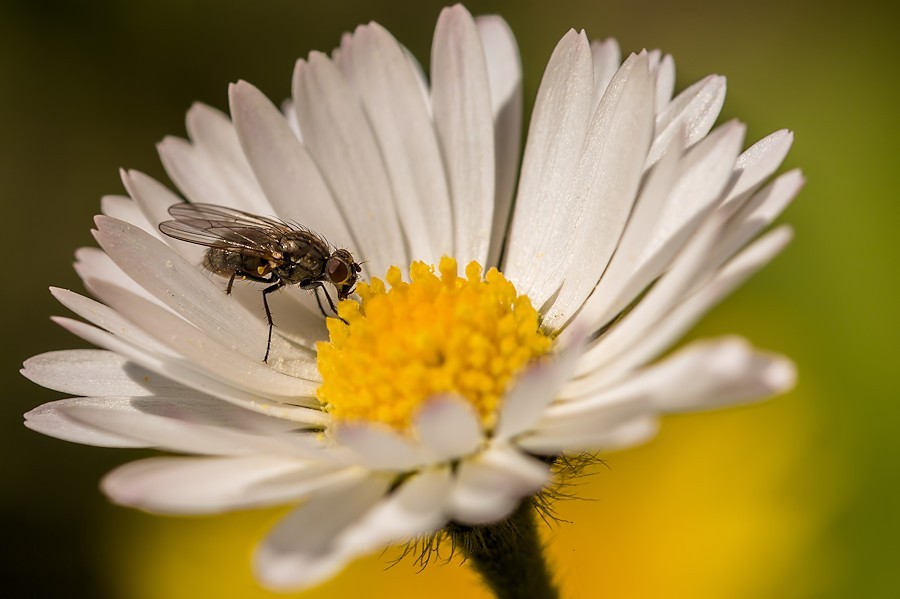 kleine Fliege auf Gänseblümchen