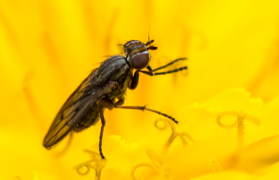 kleine-Fliege-auf-Loewenzahn