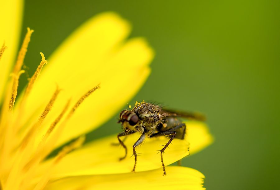 kleine Fliege auf Löwenzahn