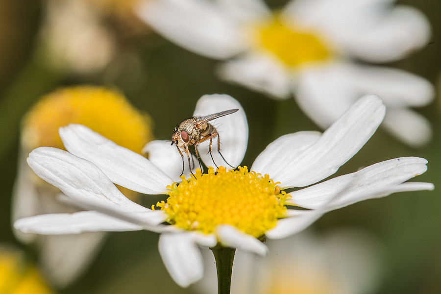 kleine Fliege auf einem Gänseblümchen