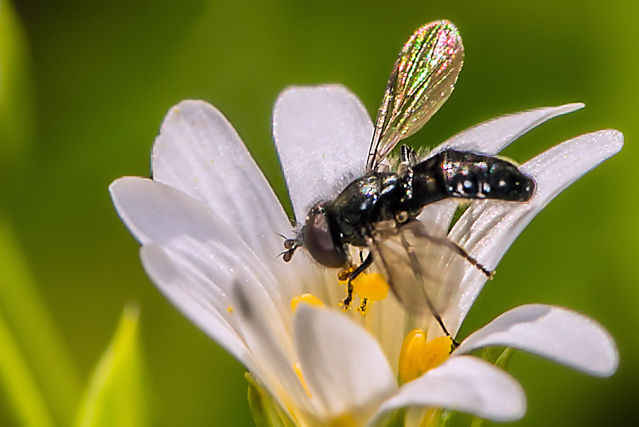 kleine Fliege auf einer Blüte