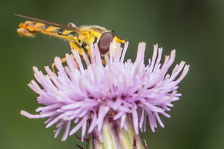 kleine Schwebefliege auf Blüte