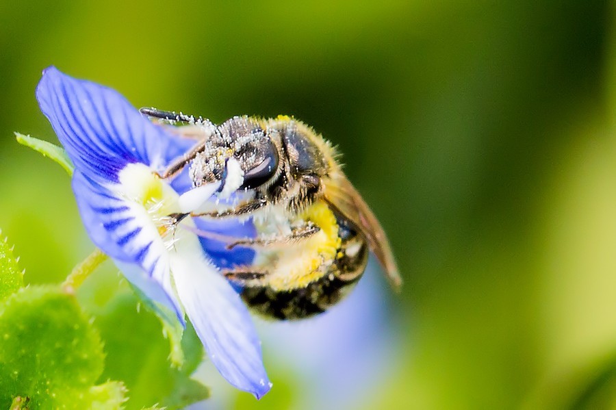 kleine Wildbiene auf Ehrenpreis