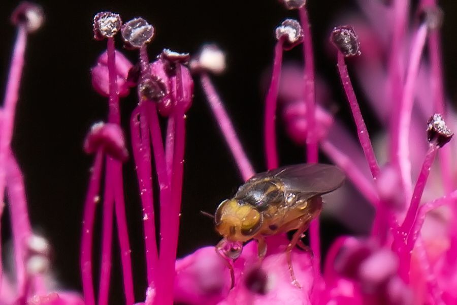 sehr kleine Fliege beim schwitzen auf einer Blüte
