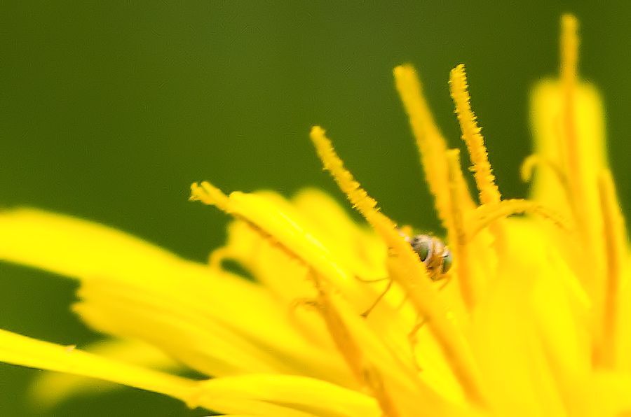 sehr kleine Fliege die sich in einer Löwenzahnblüte versteckt