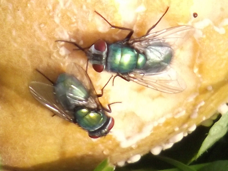 zwei Fliegen
