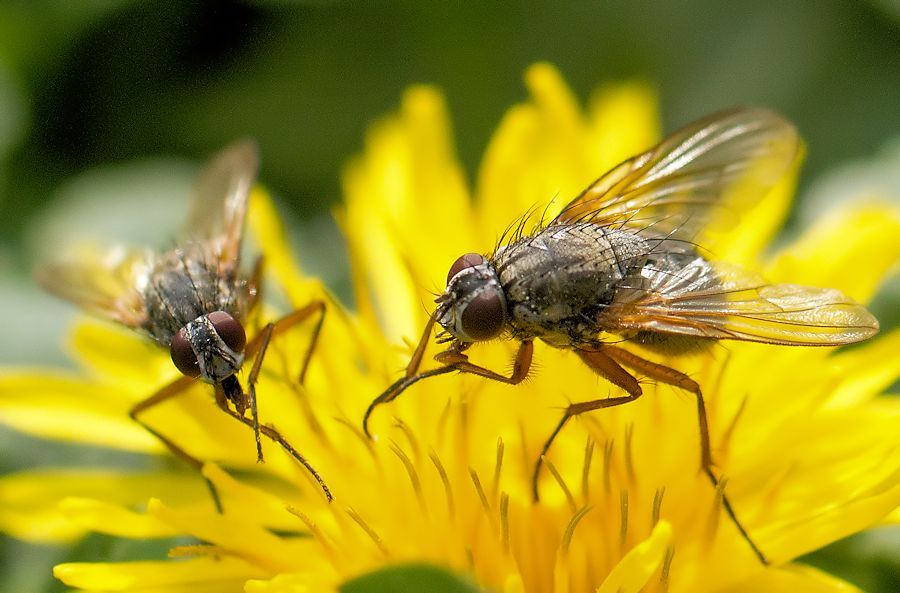 zwei Fliegen auf einer Löwenzahnblüte