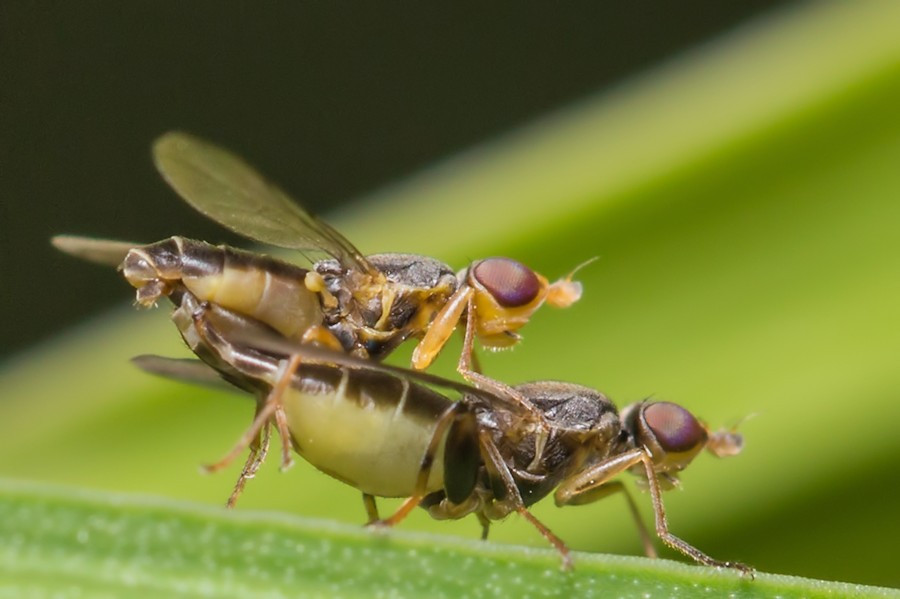 zwei kleine Fliegen