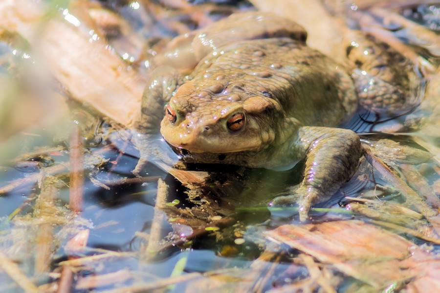 Frosch