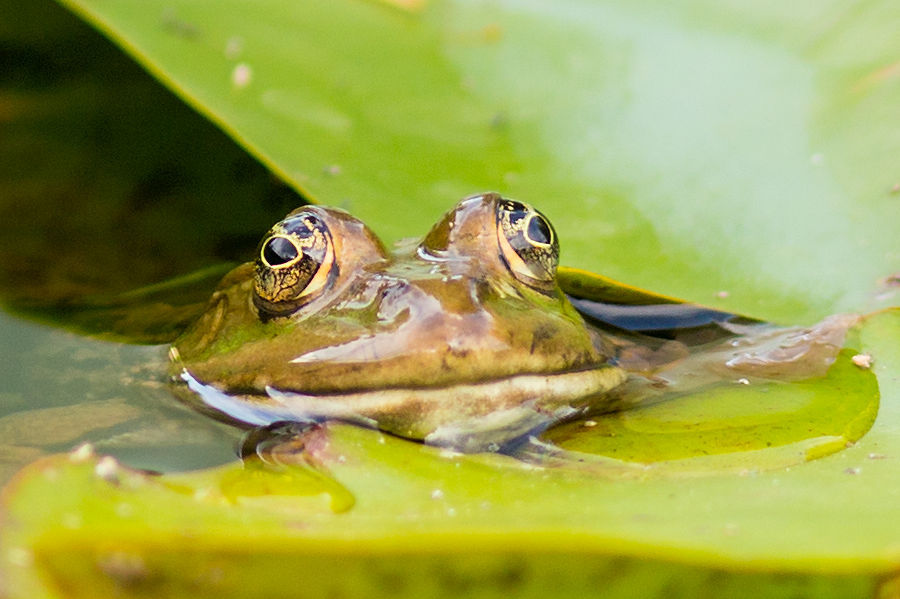 Teichfrosch