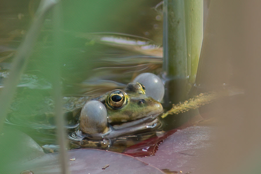Teichfrosch
