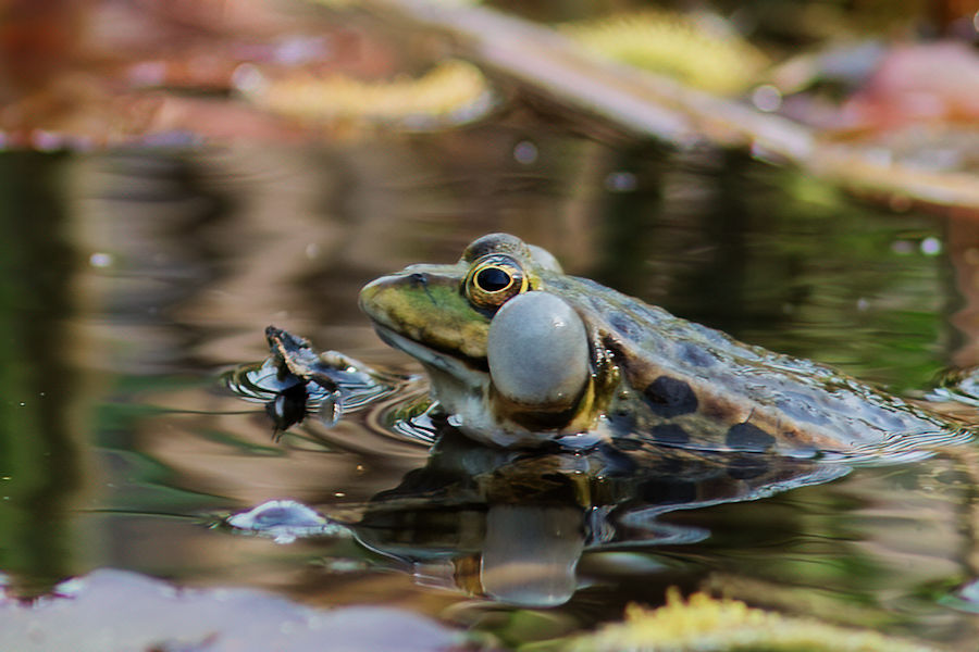Teichfrosch