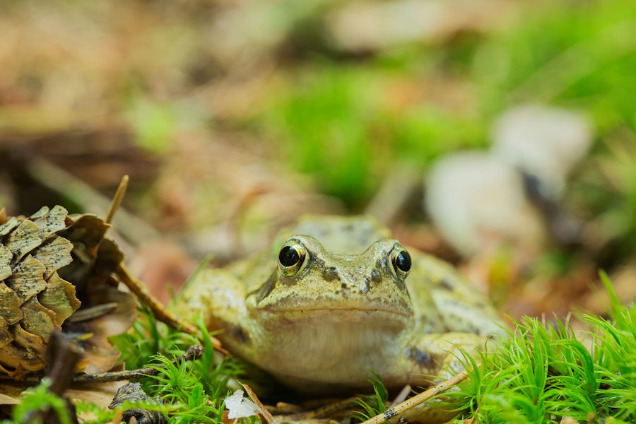 Frosch